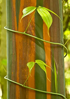 A vine growing on Eucalyptus bark, Tompotika Peninsula, Sulawesi, Indonesia A vine growing on Eucalyptus bark, Tompotika Peninsula, Sulawesi, Indonesia
