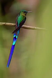 Violet-tailed sylph hummingbird (Aglaiocercus coelestis) Mindo, Pichincha, Ecuador Violet-tailed sylph hummingbird (Aglaiocercus coelestis) Mindo, Pichincha, Ecuador