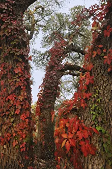 Virginia creeper (Parthenocissus quinquefolia), climbing on Live Oak (Quercus virginiana) Virginia creeper (Parthenocissus quinquefolia), climbing on Live Oak (Quercus virginiana)