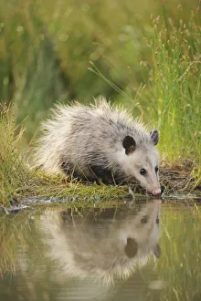Virginia Opossum (Didelphis virginiana) juvenile drinking from wetland lake, Fennessey Ranch Virginia Opossum (Didelphis virginiana) juvenile drinking from wetland lake, Fennessey Ranch