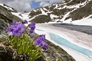 Viscid primrose (Primula latitolia) on mountainside, Nordtirol, Austrian Alps, 2600 metres Viscid primrose (Primula latitolia) on mountainside, Nordtirol, Austrian Alps, 2600 metres