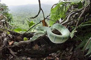 Wagler's pit viper (Tropidolaemus wagleri) basking in mist-shrouded forest under Wagler's pit viper (Tropidolaemus wagleri) basking in mist-shrouded forest under