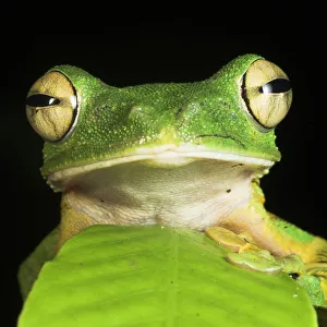 Wallaces gliding frog (Rhacophorus nigropalmatus) with head peering out from behind leaf Wallaces gliding frog (Rhacophorus nigropalmatus) with head peering out from behind leaf