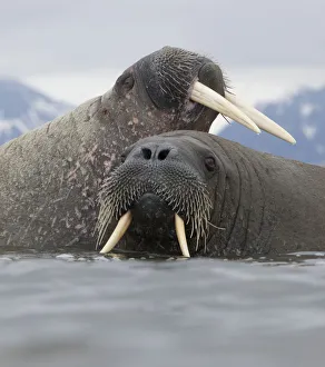 Walrus (Odobenus rosmarus) pair in shallow water, Richardlagunen, Forlandet National Park Walrus (Odobenus rosmarus) pair in shallow water, Richardlagunen, Forlandet National Park