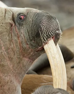Walrus (Odobenus rosmarus) portrait, Richardlagunen, Forlandet National Park, Prins Karls Forland Walrus (Odobenus rosmarus) portrait, Richardlagunen, Forlandet National Park, Prins Karls Forland