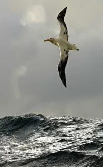 Close Up Collection: Wandering albatross {Diomedea exulans} flying over open ocean, South Atlantic
