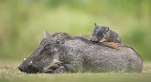 Warthog (Phacochoerus africanus) mother with baby on back sleeping , Masai Mara, Kenya Warthog (Phacochoerus africanus) mother with baby on back sleeping , Masai Mara, Kenya