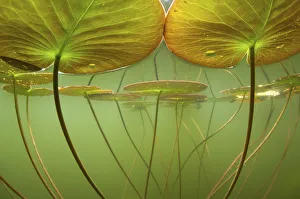 Water lilies (Nymphaea alba) lit by the suns rays, seen under water. Alps, Ain, France Water lilies (Nymphaea alba) lit by the suns rays, seen under water. Alps, Ain, France