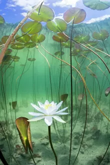 France Collection: Water lily (Nymphaea alba) flower underwater in lake, Ain, Alps, France, June