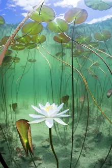 Water lily (Nymphaea alba) flower underwater in lake, Ain, Alps, France, June Water lily (Nymphaea alba) flower underwater in lake, Ain, Alps, France, June