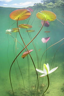 Prints for your Bathroom Collection: Waterlily (Nymphaea alba) flower which has opened underwater in a lake. Alps, Ain, France, June