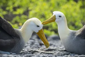Waved albatross (Phoebastria irrorata), pair mutual preening in courtship Waved albatross (Phoebastria irrorata), pair mutual preening in courtship