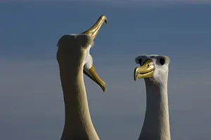 Waved Albatross (Phoebastria irrorata) courtship, Punta Cevallos, Espaola Island Waved Albatross (Phoebastria irrorata) courtship, Punta Cevallos, Espaola Island