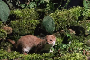 Weasel on mossy wall {Mustela nivalis} Captive, UK Weasel on mossy wall {Mustela nivalis} Captive, UK