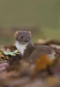 Weasel (Mustela nivalis) amongst leaves. Leicestershire, UK, October Weasel (Mustela nivalis) amongst leaves. Leicestershire, UK, October