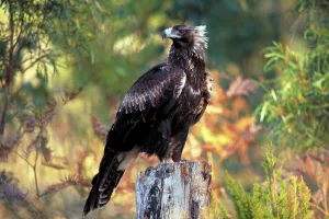 Wedge-tailed eagle {Aquila audax fleayi} tasmanian sub species, adult portrait, Australia Wedge-tailed eagle {Aquila audax fleayi} tasmanian sub species, adult portrait, Australia