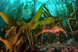 Weedy seadragon (Phyllopteryx taeniolatus) male carries eggs through a kelp forest Weedy seadragon (Phyllopteryx taeniolatus) male carries eggs through a kelp forest