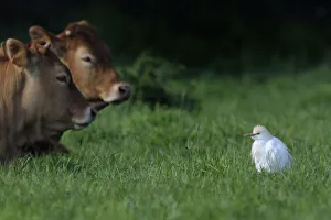 Western Cattle Egret (Bubulcus ibis) in a field by domestic cattle. River Allier, France, May Western Cattle Egret (Bubulcus ibis) in a field by domestic cattle. River Allier, France, May