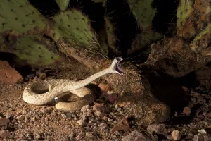 Western Diamondback Rattlesnake (Crotalus atrox) striking, Arizona, USA Western Diamondback Rattlesnake (Crotalus atrox) striking, Arizona, USA