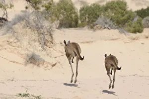 Western Grey Kangaroos (Macropus Fuliginosus) pair hopping away across sand dunes Western Grey Kangaroos (Macropus Fuliginosus) pair hopping away across sand dunes
