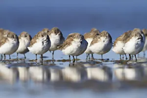 Western sandpipers (Calidris mauri) roosting on barrier island tidal flats. Terrebonne Parish Western sandpipers (Calidris mauri) roosting on barrier island tidal flats. Terrebonne Parish