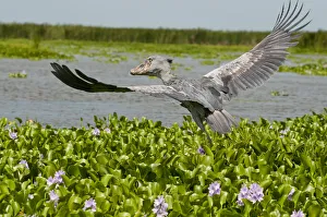 Whale headed stork (Balaeniceps rex) taking off, Lake Albert, Uganda, East Africa Whale headed stork (Balaeniceps rex) taking off, Lake Albert, Uganda, East Africa
