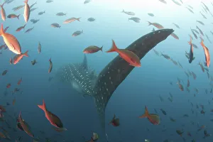Whale shark (Rhincodon typus) Galapagos Islands., Darwin Island and Arch, Galapagos Whale shark (Rhincodon typus) Galapagos Islands., Darwin Island and Arch, Galapagos