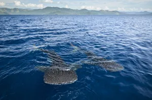 Whale shark (Rhincodon typus) near surface, viewed from above, Cenderawasih Bay Whale shark (Rhincodon typus) near surface, viewed from above, Cenderawasih Bay