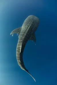 Whale shark (Rhincodon typus) viewed from above,Cenderawasih Bay, West Papua. Indonesia Whale shark (Rhincodon typus) viewed from above,Cenderawasih Bay, West Papua. Indonesia