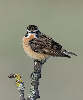Popular themes/creative set 10/whinchat saxicola rubetra male perched Popular themes/creative set 10/whinchat saxicola rubetra male perched