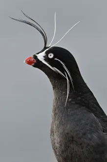Whiskered auklet (Aethia pygmaea), Iony Island / Jonas Island, Sea of Okhotsk Whiskered auklet (Aethia pygmaea), Iony Island / Jonas Island, Sea of Okhotsk
