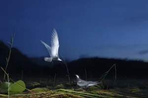 Whiskered tern (Chlidonias hybrida) landing at nest at night, Lake Skadar, Lake Skadar Whiskered tern (Chlidonias hybrida) landing at nest at night, Lake Skadar, Lake Skadar