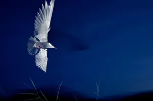 Whiskered tern (Chlidonias hybrida) in flight at night, Lake Skadar, Lake Skadar National Park Whiskered tern (Chlidonias hybrida) in flight at night, Lake Skadar, Lake Skadar National Park