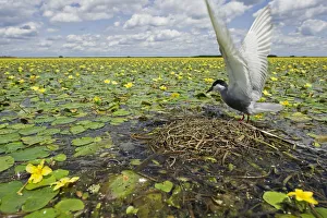Whiskered tern (Chlidonias hybridus) with stretched wings on nest in lake covered Whiskered tern (Chlidonias hybridus) with stretched wings on nest in lake covered