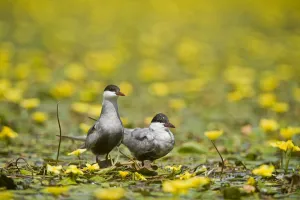 Two Whiskered terns (Chlidonias hybridus) on water covered with flowering Fringed Two Whiskered terns (Chlidonias hybridus) on water covered with flowering Fringed