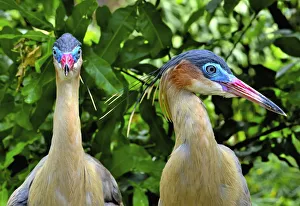 Whistling heron (Syrigma sibilatrix sibilatrix), southern subspecies, native to Bolivia Whistling heron (Syrigma sibilatrix sibilatrix), southern subspecies, native to Bolivia
