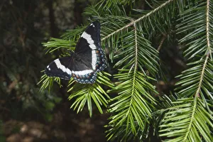 White admiral butterfly (Limenitis arthemis) on pine branch, New Brunswick, Canada White admiral butterfly (Limenitis arthemis) on pine branch, New Brunswick, Canada