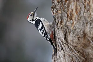 White-backed Woodpecker (Dendrocopos leucotos). Bieszczady, Carpathian Mountains White-backed Woodpecker (Dendrocopos leucotos). Bieszczady, Carpathian Mountains