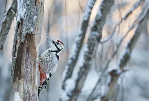 White-backed woodpecker (Dendrocopos leucotos) male on tree trunk. Oulu, Finland. January White-backed woodpecker (Dendrocopos leucotos) male on tree trunk. Oulu, Finland. January