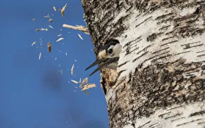 White-backed woodpecker (Dendrocopos leucotos), female excavating nest in birch tree White-backed woodpecker (Dendrocopos leucotos), female excavating nest in birch tree