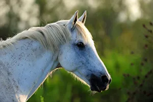 White Camargue Horse (Equus caballus) heqad and neck in profile. Camargue, Rhone White Camargue Horse (Equus caballus) heqad and neck in profile. Camargue, Rhone