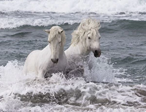Images Dated 6th May 2014: Two white Camargue horses in ocean of Camargue, France, Europe. May