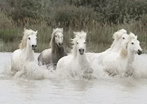 Images Dated 6th May 2014: Five white Camargue horses running through the water in Southern France, Europe. May