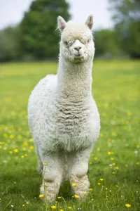White domestic Alpaca {Lama pacos}, bred in the UK for its soft wool, UK White domestic Alpaca {Lama pacos}, bred in the UK for its soft wool, UK