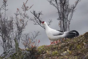 White eared pheasant (Crossoptilon crossoptilon) male walking in the Baima Snow Mountain White eared pheasant (Crossoptilon crossoptilon) male walking in the Baima Snow Mountain