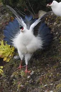 White eared pheasant (Crossoptilon crossoptilon) spreading his wings while jumping down a White eared pheasant (Crossoptilon crossoptilon) spreading his wings while jumping down a