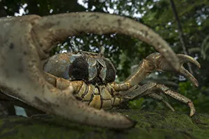 White forest crab (Cardisoma armatum) portrait, seen through claw, Island of Principe White forest crab (Cardisoma armatum) portrait, seen through claw, Island of Principe