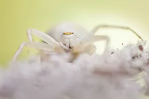 White form of goldenrod crab spider (Misumenia vatia) camouflaged on umbelliferae White form of goldenrod crab spider (Misumenia vatia) camouflaged on umbelliferae
