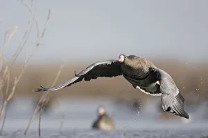 White fronted goose (Anser albifrons) just after taking off, Durankulak Lake, Bulgaria White fronted goose (Anser albifrons) just after taking off, Durankulak Lake, Bulgaria