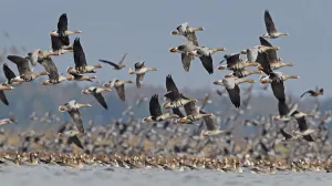 White-fronted goose (Anser albifrons) and Taiga bean goose (Anser fabalis rossicus) White-fronted goose (Anser albifrons) and Taiga bean goose (Anser fabalis rossicus)